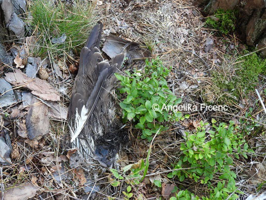 toter Mäusebussard © Mag. Angelika Ficenc