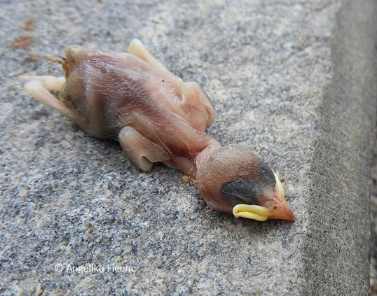 Haussperling, Passer domesticus,   © Mag. Angelika Ficenc