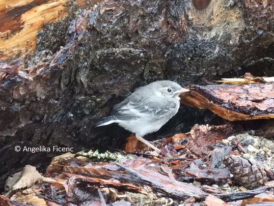 Bachstelze (Motacilla alba),      © Mag. Angelika Ficenc