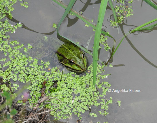 Teichfrosch   © Mag. Angelika Ficenc