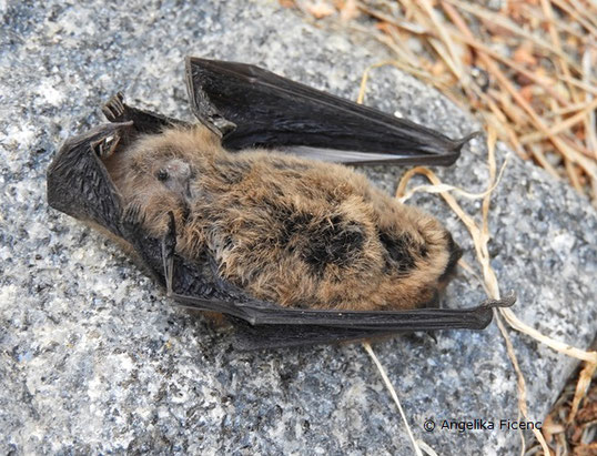 Zwergfledermaus (Pipistrellus pipistrellus),   © Mag. Angelika Ficenc