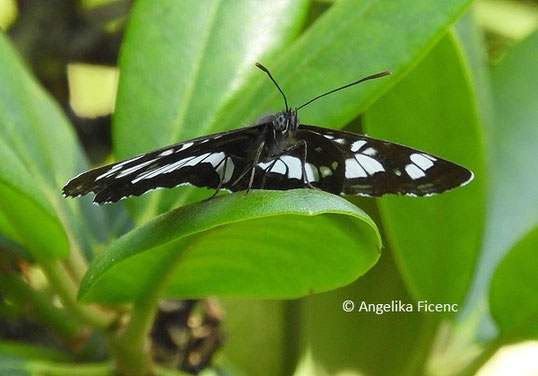 Schwarzer Trauerfalter    © Mag. Angelika Ficenc