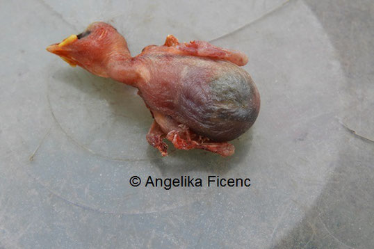 Blaumeise Nestlinge © Mag. Angelika Ficenc