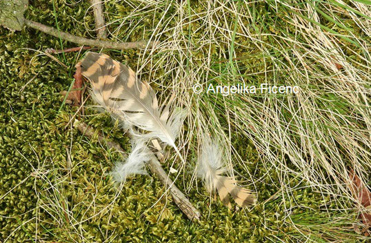 Federn eines Turmfalken  © Mag. Angelika Ficenc