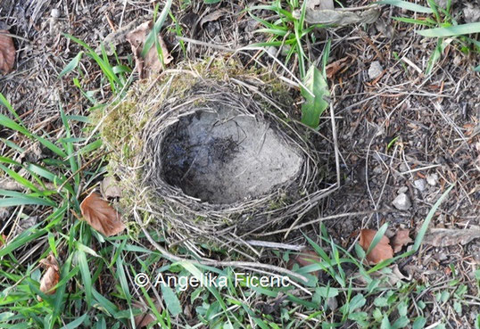 Singdrossel Nest © Mag. Angelika Ficenc