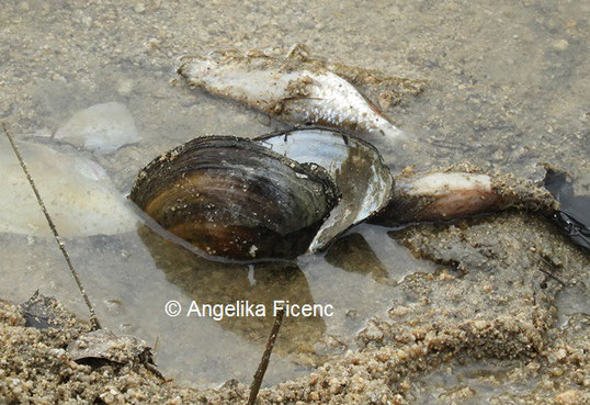 Schale nach dem Abfischen, © Mag. Angelika Ficenc 