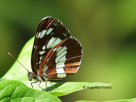 Schwarzer Trauerfalter   © Mag. Angelika Ficenc