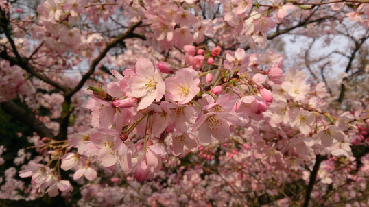 桜 神代植物公園 神代曙