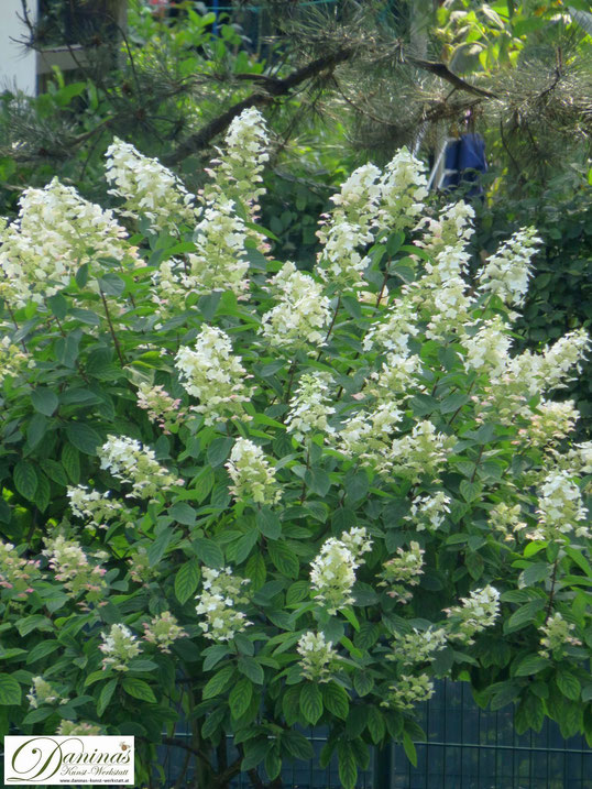 Sommer im Garten: Weiße Rispenhortensie in voller Blüte