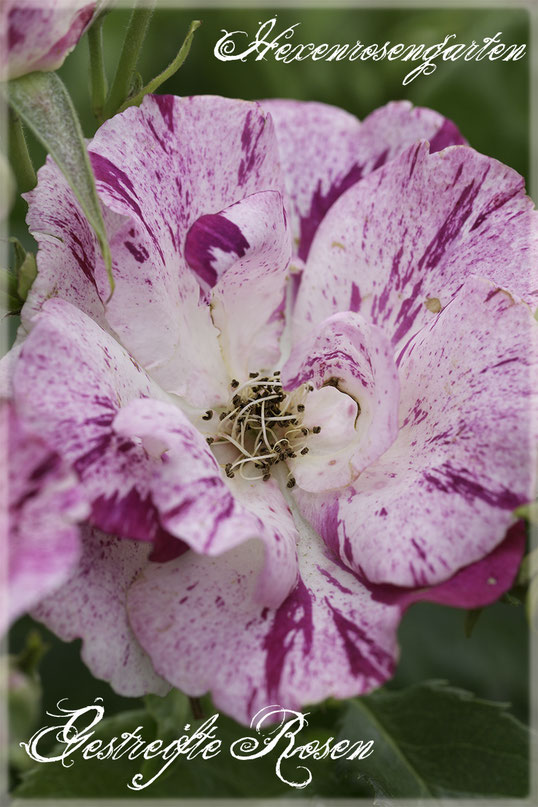 Rosen Rosenblog Hexenrosengarten Rosiger Adventskalender Gestreifte Rosen Kletterrose Purple Splash