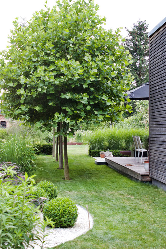 dieartigeGARTEN - Sommergarten mit Schatten von Platanen, Buchs, Ballhortensien, Gräsern