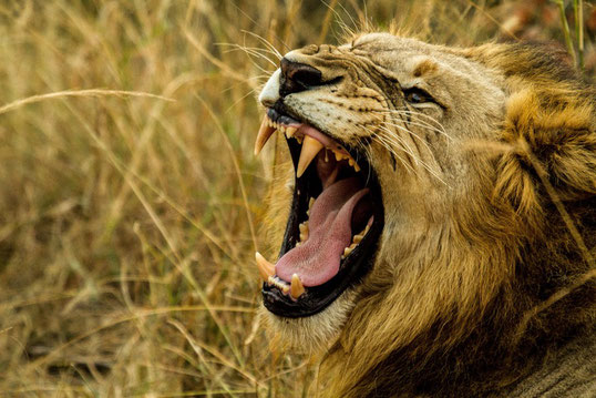 La mâchoire puissante du lion contient 30 dents au total dont 4 crocs et 4 dents carnassières lui permettant de trancher parfaitement la chair de ses proies. Le lion est un animal craint et courageux selon la Bible.