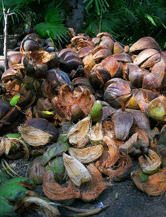 Kokosnuss-Schalen, FUJIFILM GA645W Professional Wide, Mittelformatkamera. Foto: Dr. Klaus Schörner