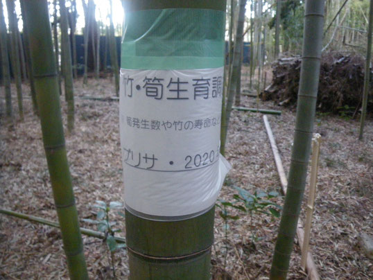 3/15「竹・筍生育調査」区画を⑪と⑫番林に設定した。1区画60㎡を3区画、筍発生状況を5年7年9年更新の竹林で比較する。また孟宗竹の寿命も確認できればと思う。