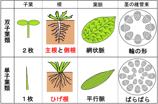 中学理科 植物の分類 解説 基礎 教科の学習