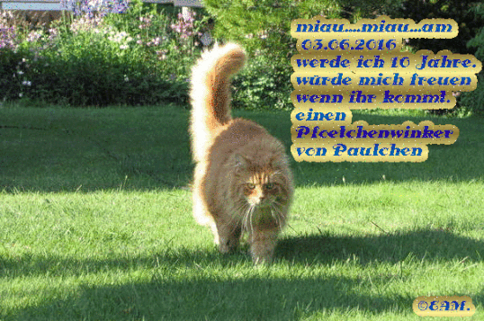 Kater Paulchens 10. Burzeltag ist am 03.06.2016 ...