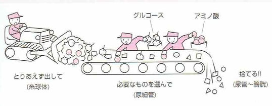 「よくわかる生理学の基本としくみ」より