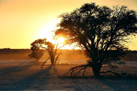 Sonnenaufgang im Kgalagadi National Park