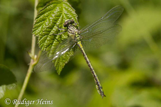 Frisch geschlüpftes Männchen der Eurasischen Keulenjungfer, Stylurus flavipes