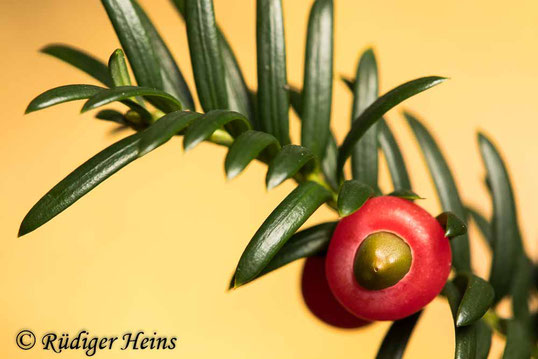 Europäische Eibe (Taxus baccata) mit Frucht