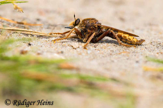 Das erste Foto: ein Männchen der Hornissen-Raubfliege (Asilus crabroniformis)
