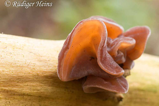 Judasohr, Holunderpilz, Auricularia auricula-judae