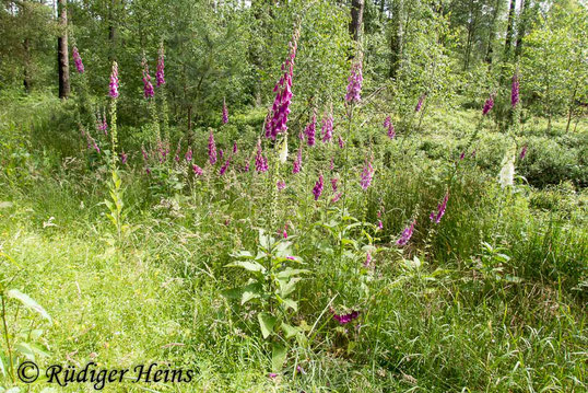 Bestand des Roten Fingerhuts, Digitalis purpurea)