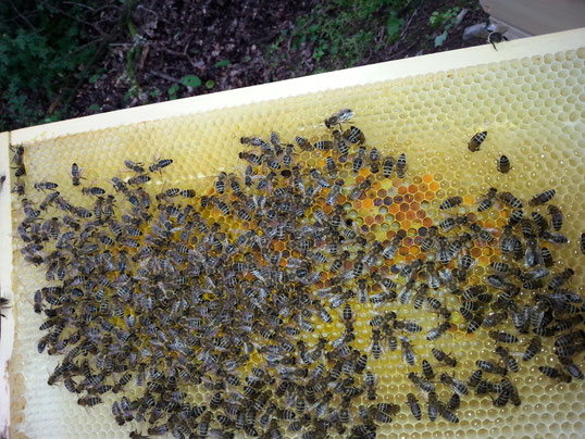Frische Bienenwabe