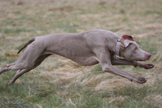 Foto: Andreas Bumb, Nera beim Jagdkontrolltraining (Urlaub mit Hund in den Niederlanden)