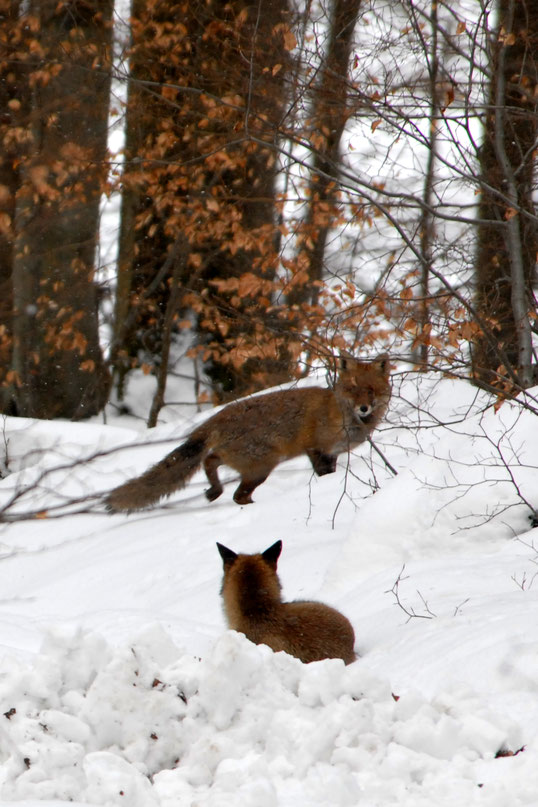Mehrere Füchse tagsüber im Winterwald zu beobachten, ist nur zur Ranz der Füchse möglich. 