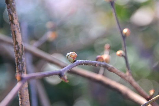 奥の院のダンコウバイ…つぼみはまだまだかたい。暖かいので早く花開くのを期待したい。
