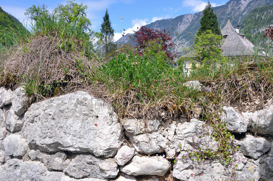 Rasensoden  Mauerkrone Kalksteinmauer Limestone wall