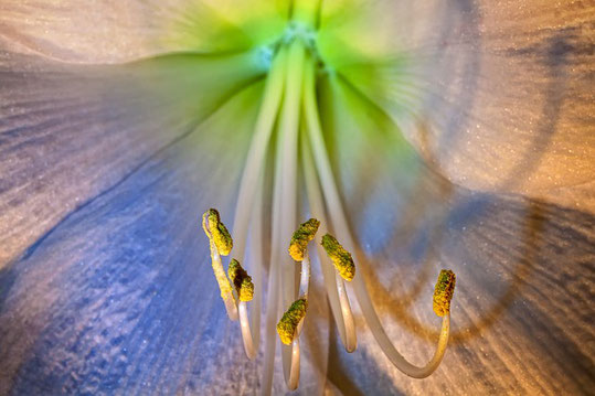 Mit Blütenpollen lassen sich Pollenallergien behandeln. (Quelle: Foto-Rabe)