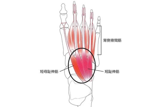 足の甲の痛みが出やすい部位の解剖図（短趾伸筋・短母趾伸筋・背側骨間筋）