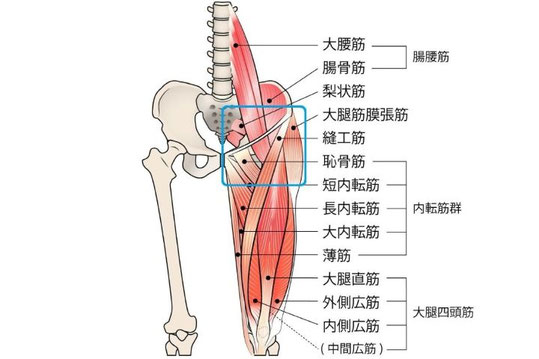 バレエによる股関節の痛みやつまり感が出る股関節の前側の部位の解剖図（縫工筋や大腿筋膜張筋など）