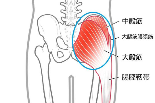 バレエによる股関節の痛みやつまり感が出る股関節の後ろ側と横側の部位の解剖図（大殿筋や中殿筋など）