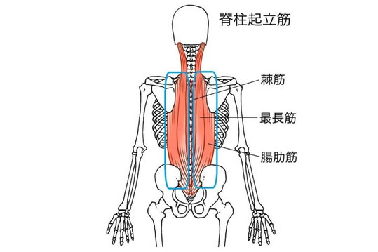 自転車競技で腰痛に関係する脊柱起立筋の解剖図（最長筋・腸肋筋など）