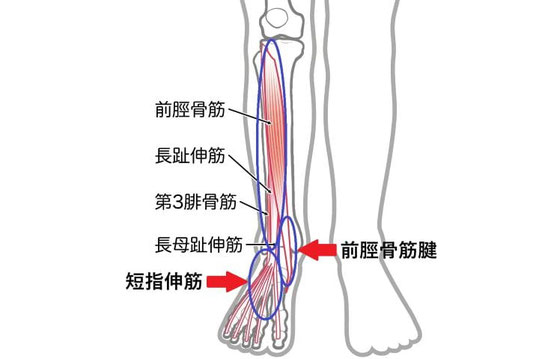 前脛骨筋・前脛骨筋腱・足の甲に痛みが出やすい部位の解剖図（長趾伸筋、第3腓骨筋、長母趾伸筋など）