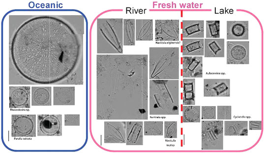 海の珪藻，淡水の珪藻，川の珪藻，湖の珪藻