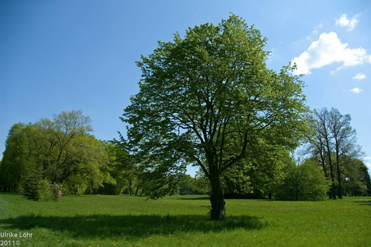 Baum im Park