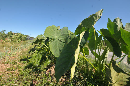 サトイモ　自然栽培　農業体験　体験農場　野菜作り教室　