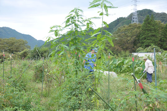 セスバニア　自然栽培　農業体験　体験農場　野菜作り教室