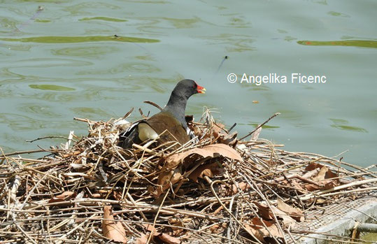 Teichhuhn © Mag. Angelika Ficenc