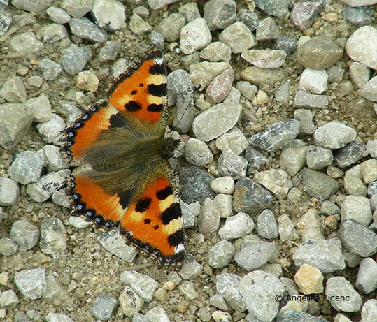Kleiner Fuchs (Aglais urticae)   © Mag. Angelika Ficenc