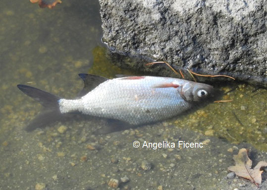 toter Fisch  © Mag. Angelika Ficenc