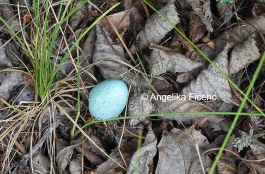 Amsel © Mag. Angelika Ficenc
