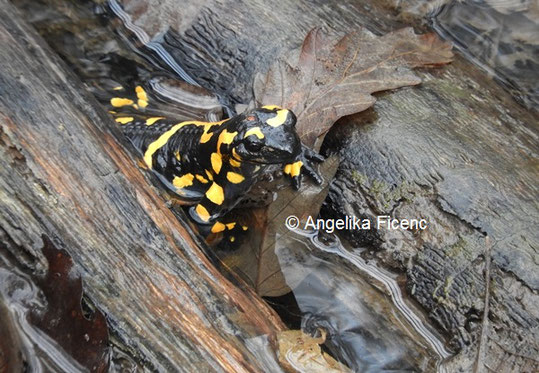 Feuersalamander © Mag. Angelika Ficenc