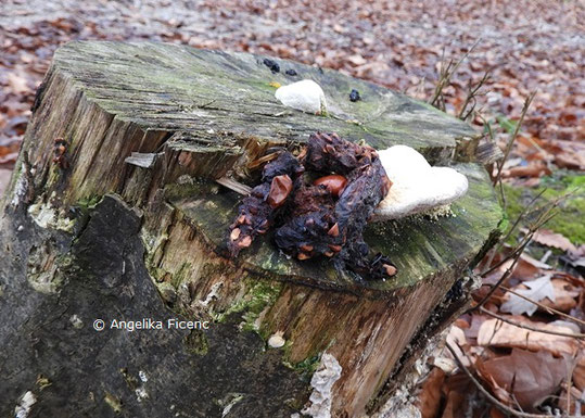 Baummarder (Martes meartes) - Losung © Mag. Angelika Ficenc