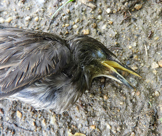 Star (Sturnus vulgaris),   © Mag. Angelika Ficenc