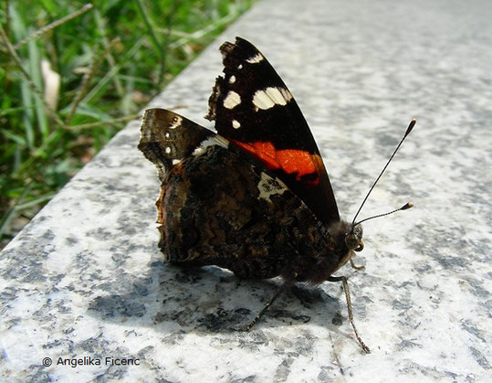   © Mag. Angelika Ficenc, Admiral (Vanessa atalanta)